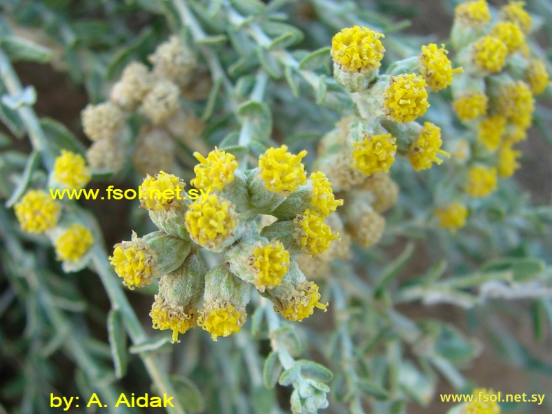 Achillea fragrantissima (Forsk) Sch. Bip.